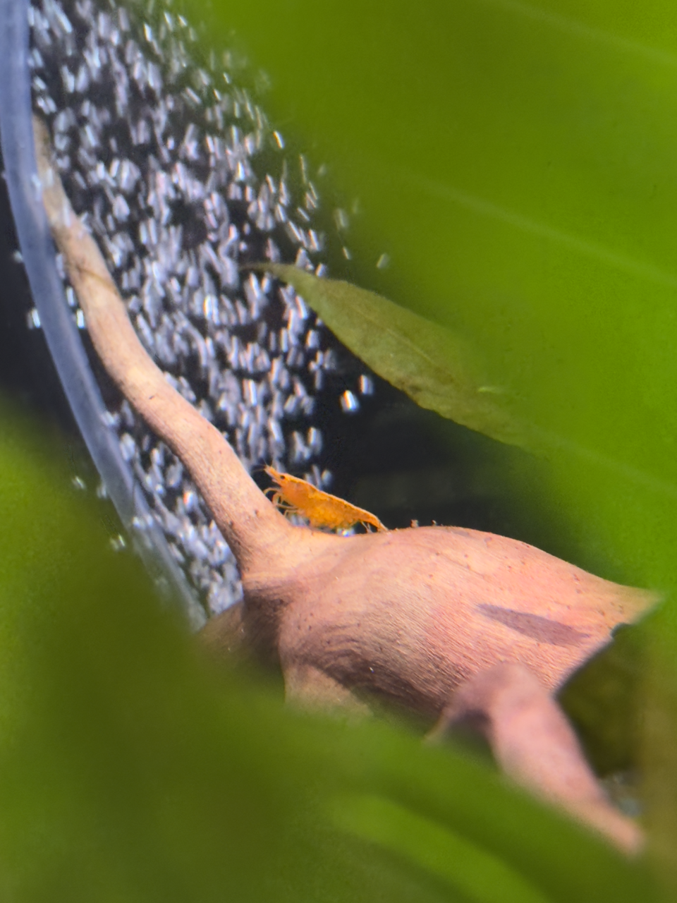 Skrimp
